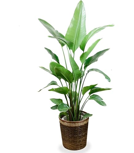 Amazon｜ストレリチア オーガスタ 10号｜観葉植物 オンライン通販